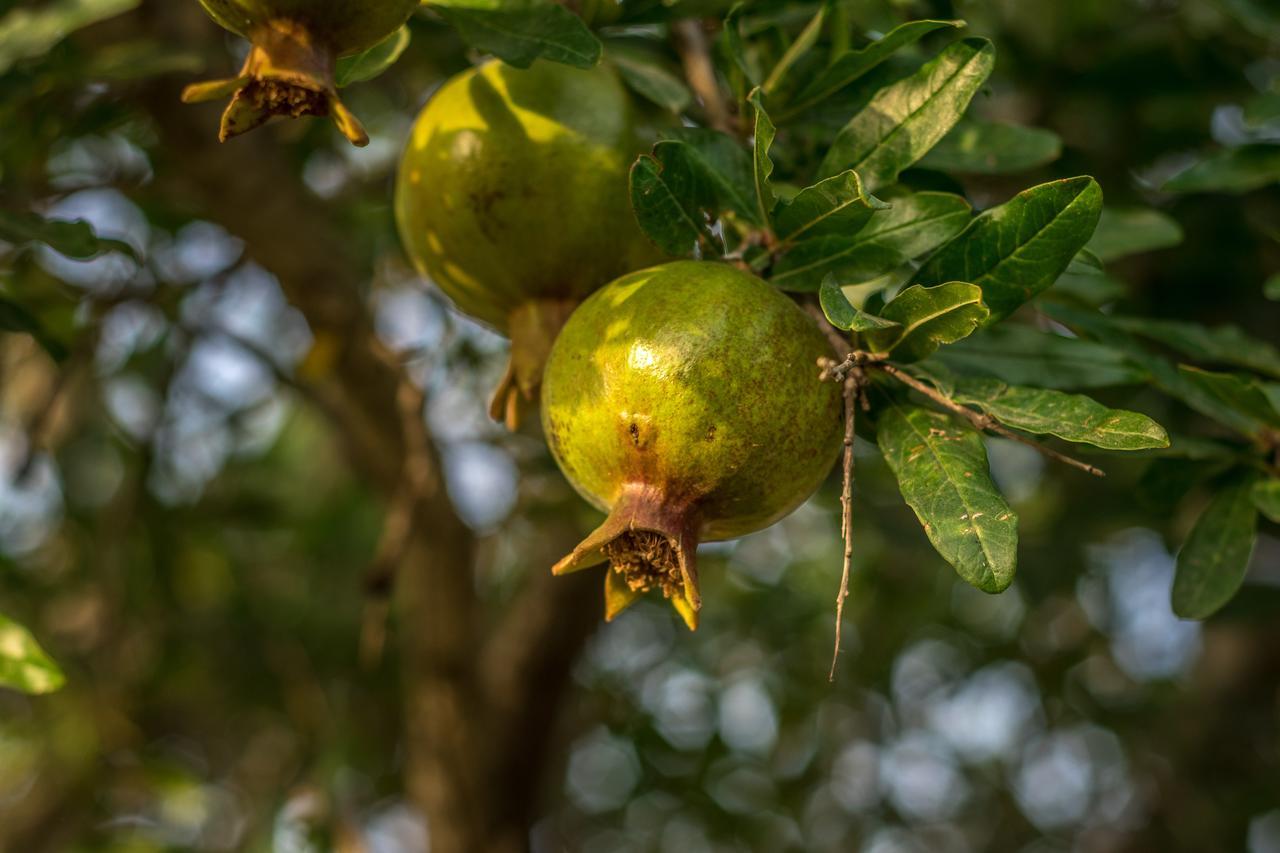 Appartamento Or Gani Arad Esterno foto